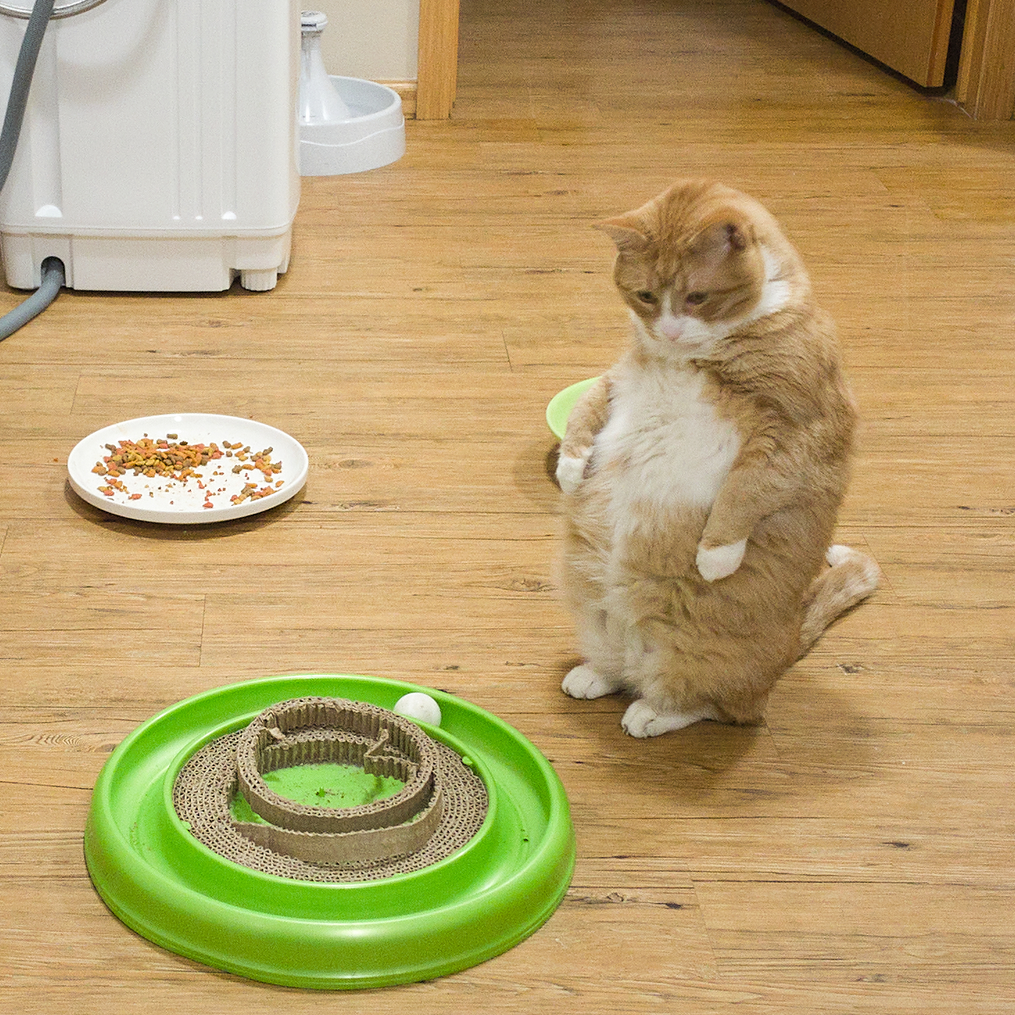 Cat watching a ball-chaser toy during indoor play