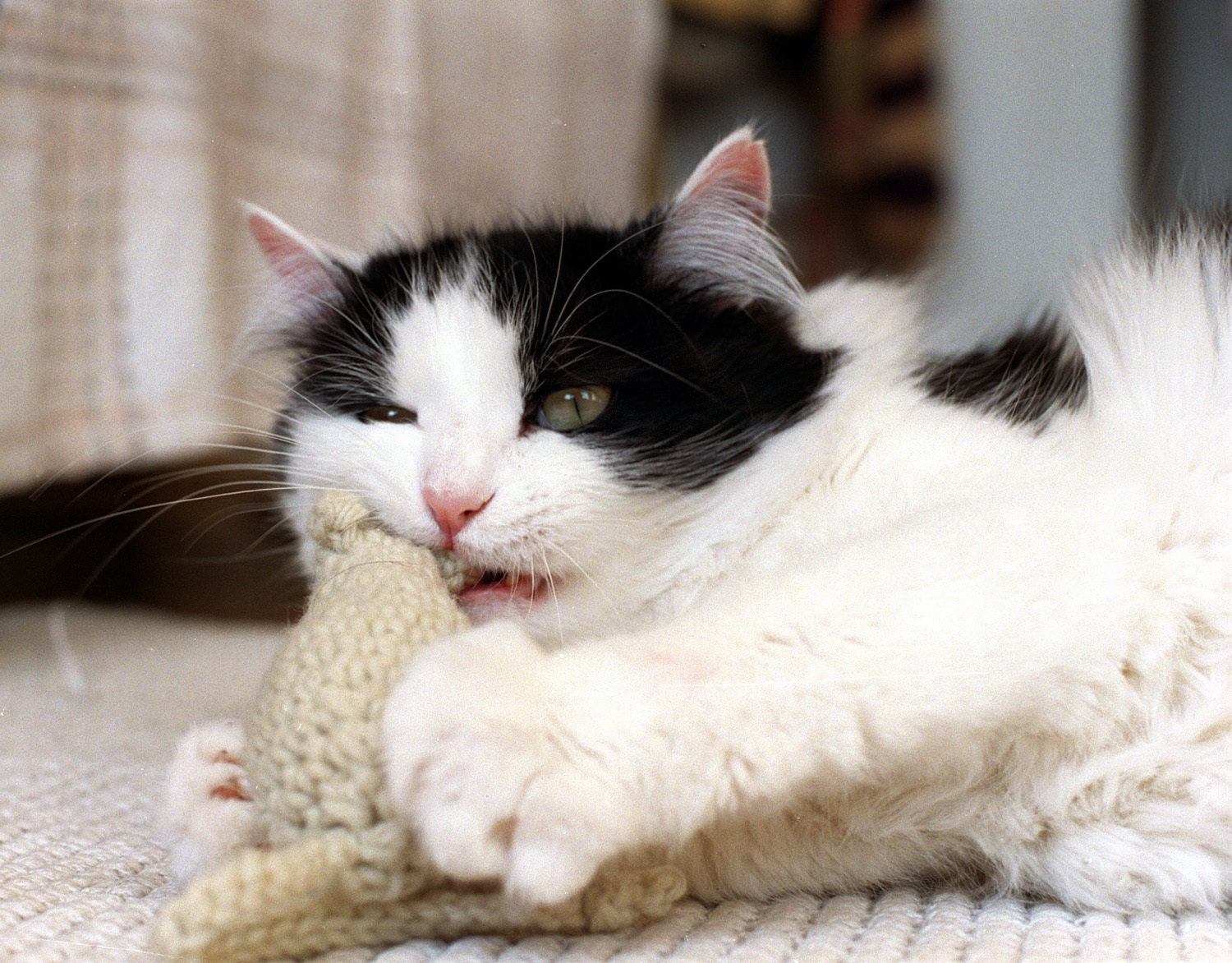 Cat attacking a toy mouse during indoor play