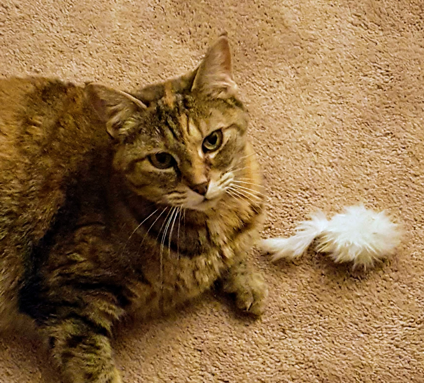 Cat lying beside a toy mouse during indoor enrichment play