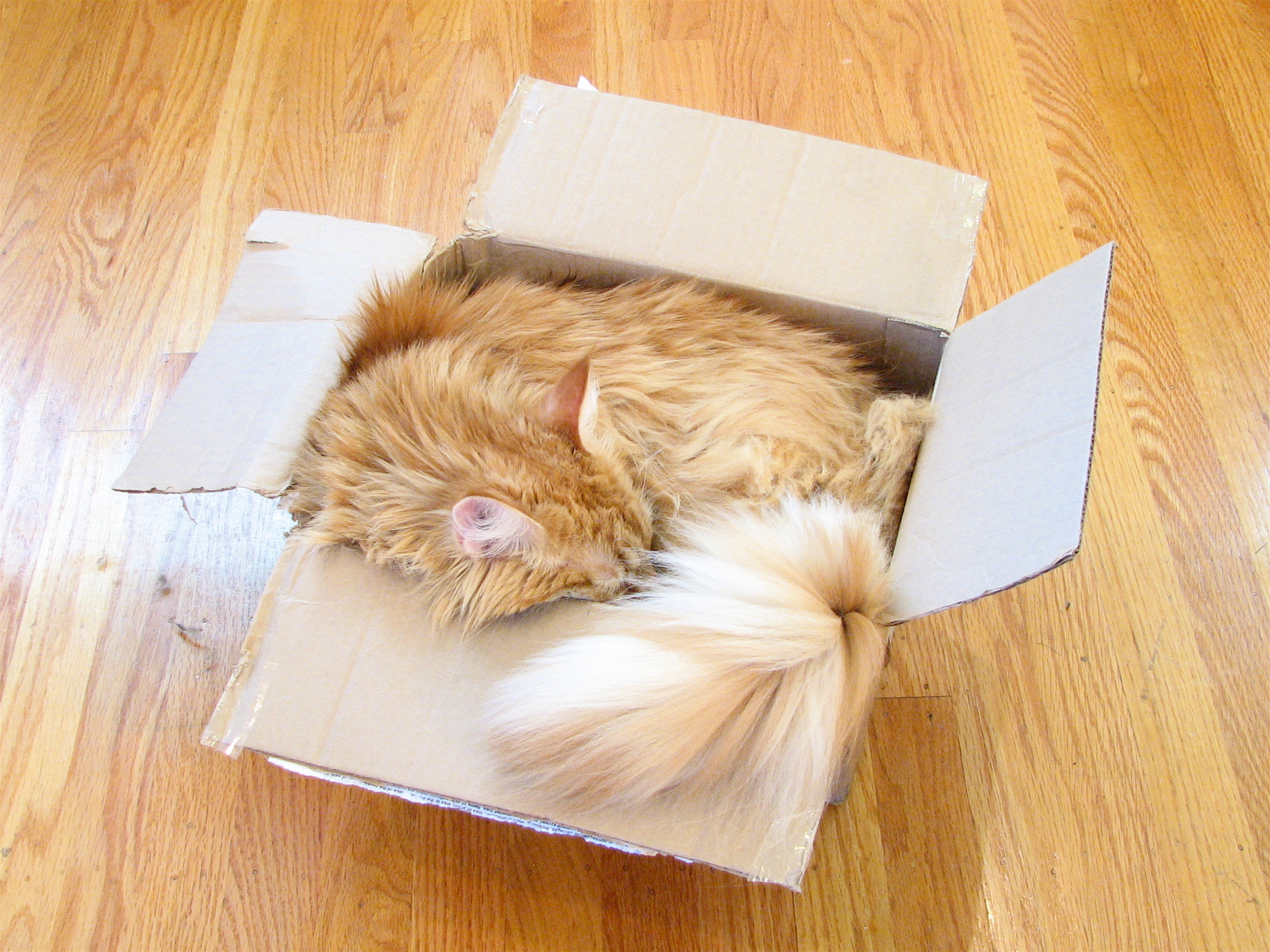 Long-haired cat resting inside a cardboard box