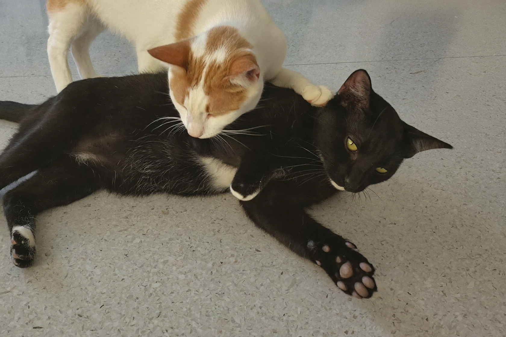 Two cats pausing during mutual rough play in a bright room