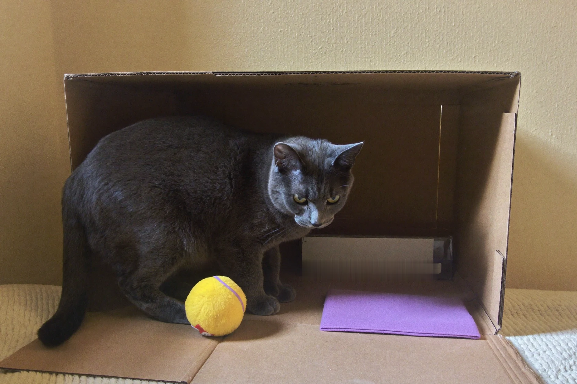Calm cat choosing between quiet toys in soft daylight