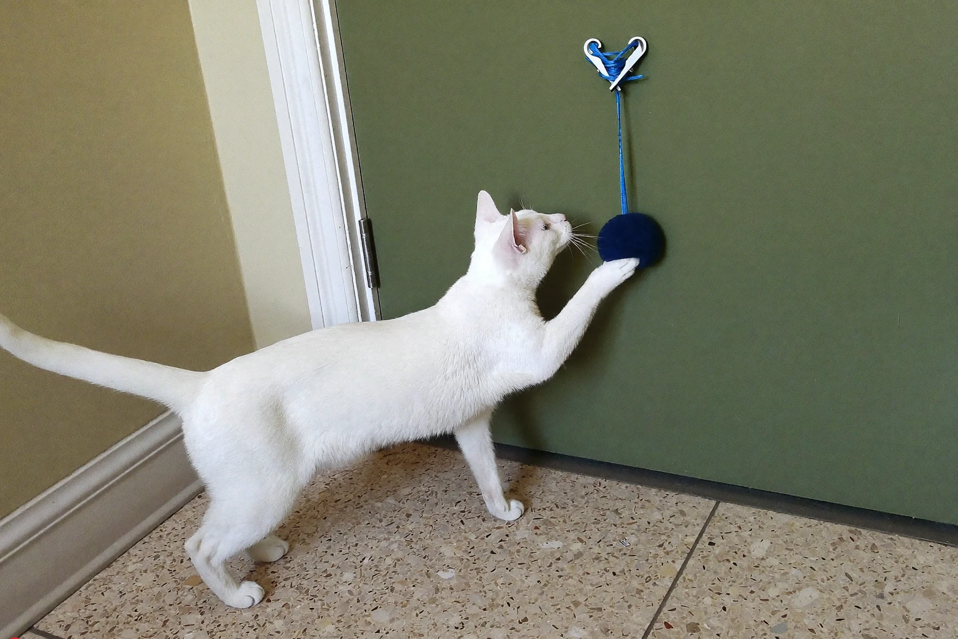 Secure doorway anchor and cord setup for a supervised hanging cat toy