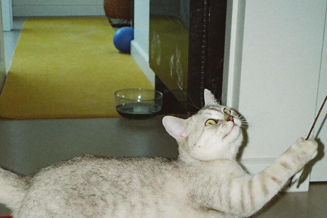 Cat completing a supervised hunt, catch, and cool-down play sequence