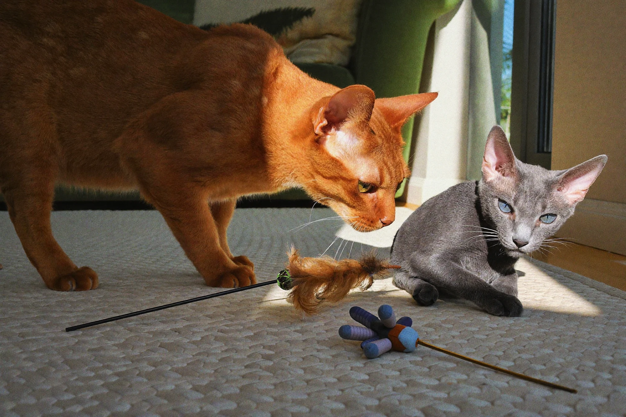 Cat stalking a simple prey-like toy during supervised play